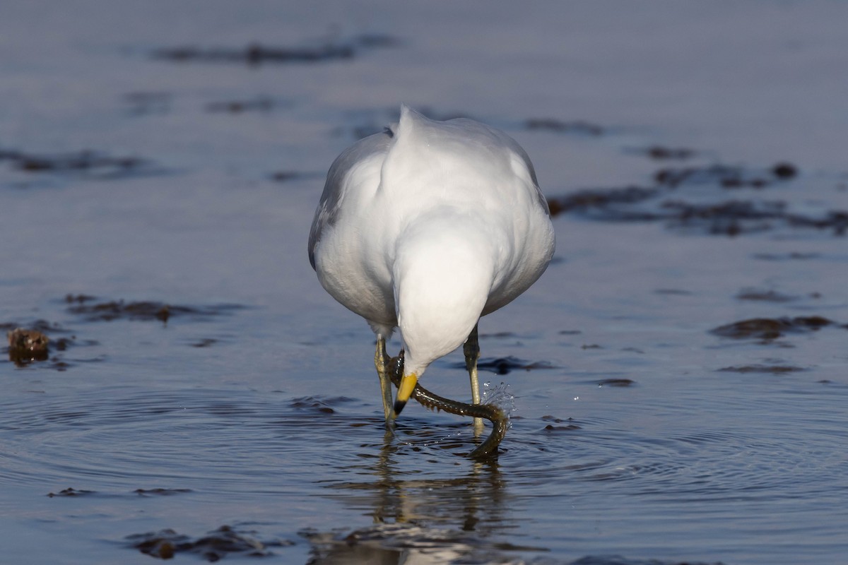 Ring-billed Gull - Alex Lamoreaux