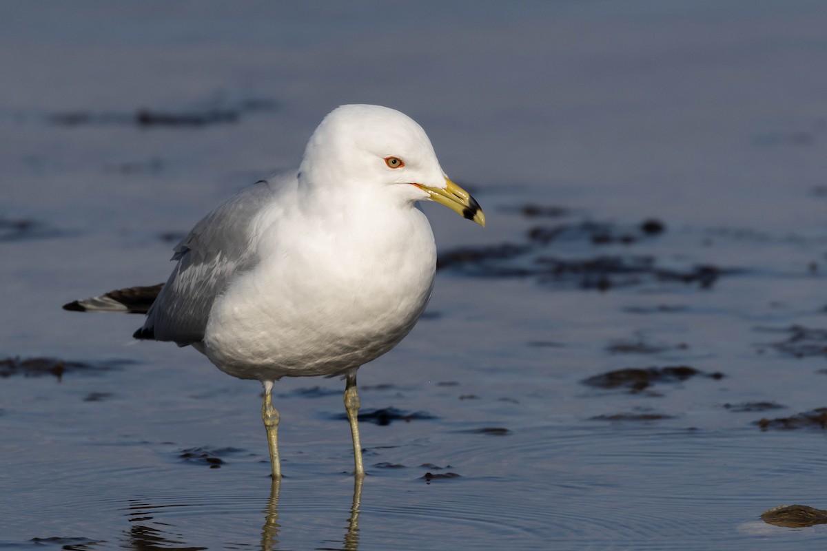 Ring-billed Gull - Alex Lamoreaux