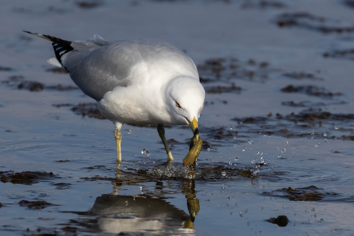 Ring-billed Gull - ML548482941