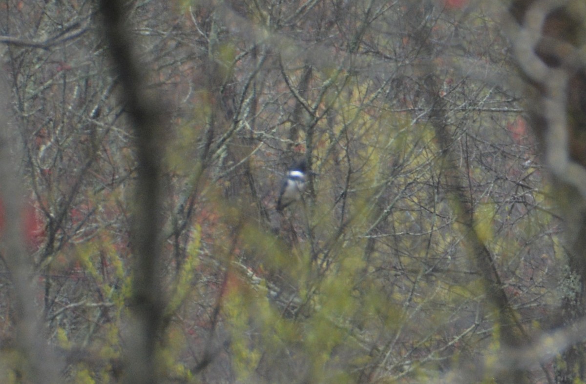 Belted Kingfisher - ML548483121