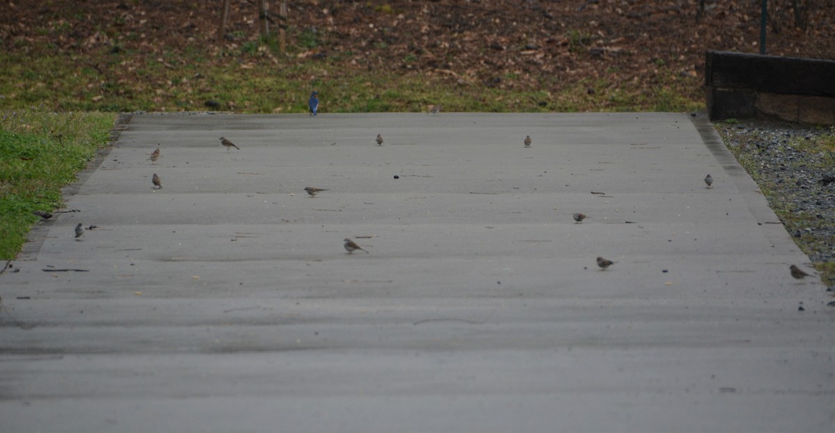 Chipping Sparrow - ML548483291