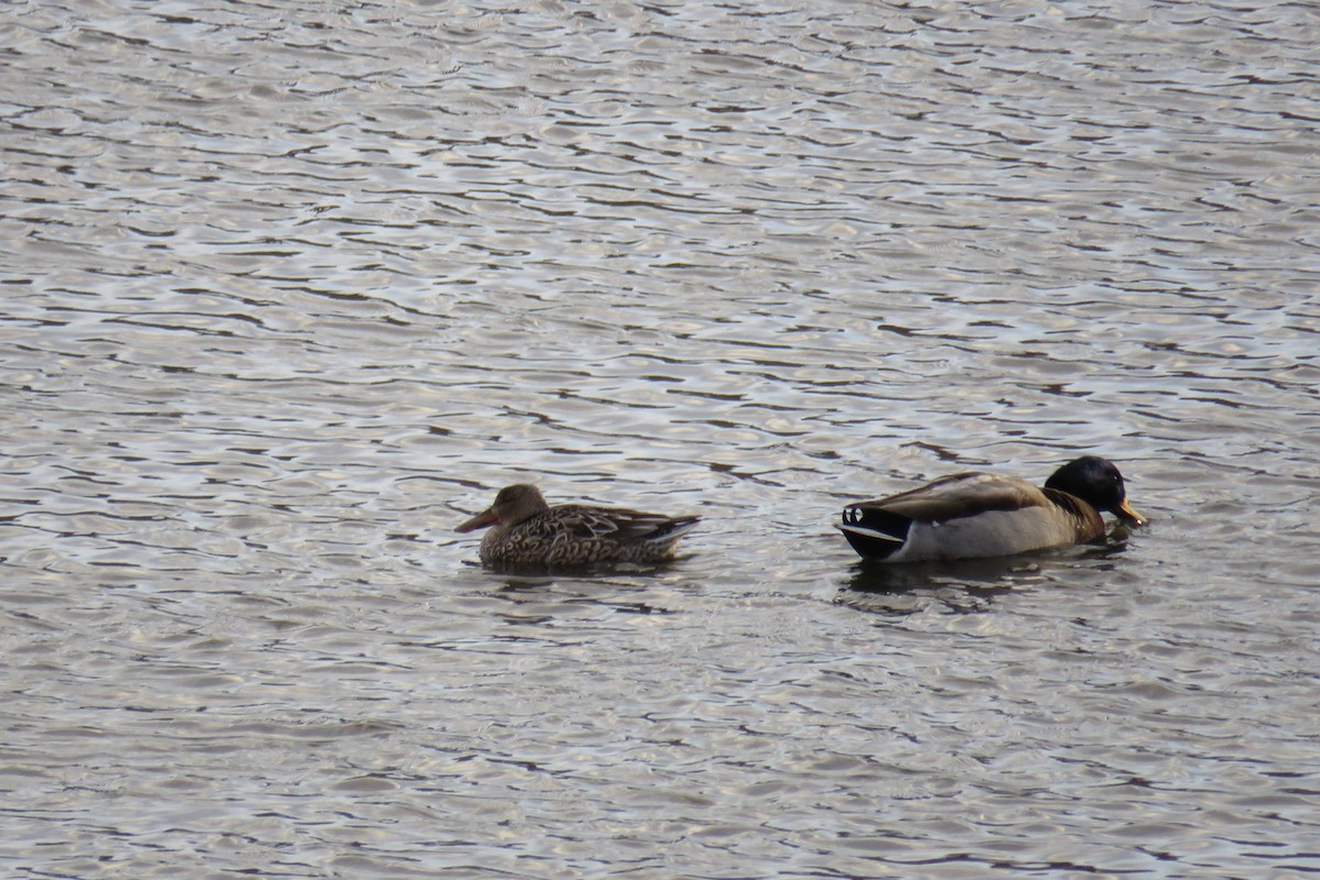 Northern Shoveler - Charles Swift