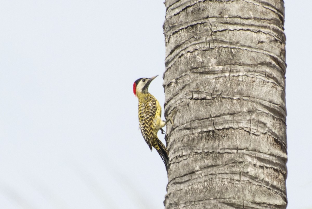 Green-barred Woodpecker (Green-barred) - ML548484441