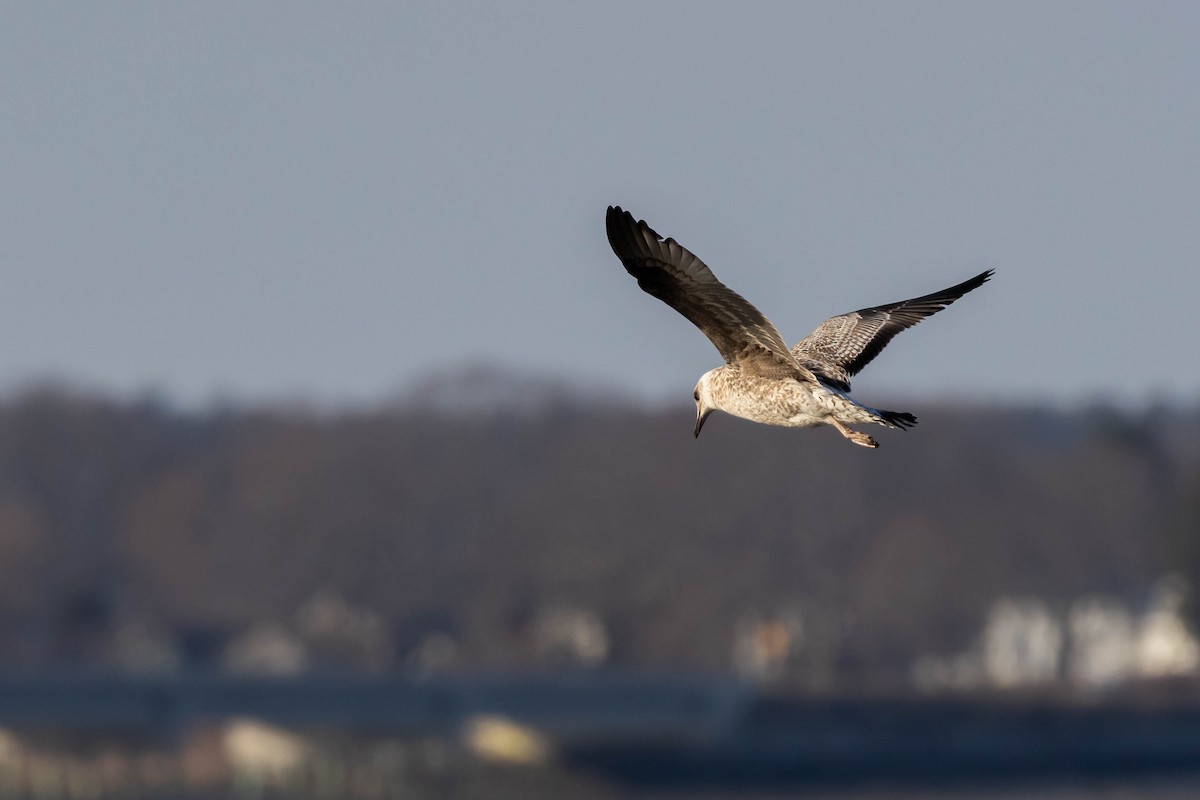 Lesser Black-backed Gull - ML548485121