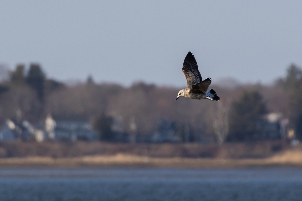 Lesser Black-backed Gull - ML548485131