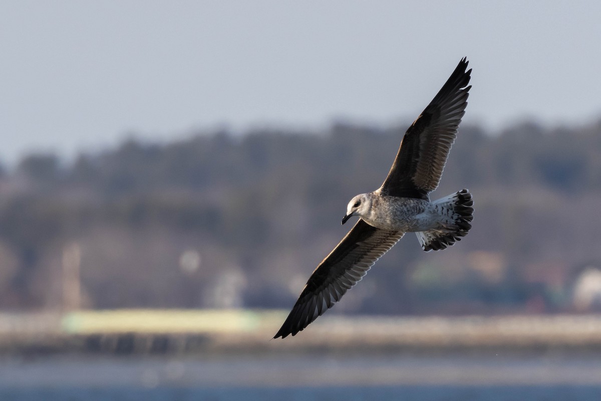 Lesser Black-backed Gull - ML548485141