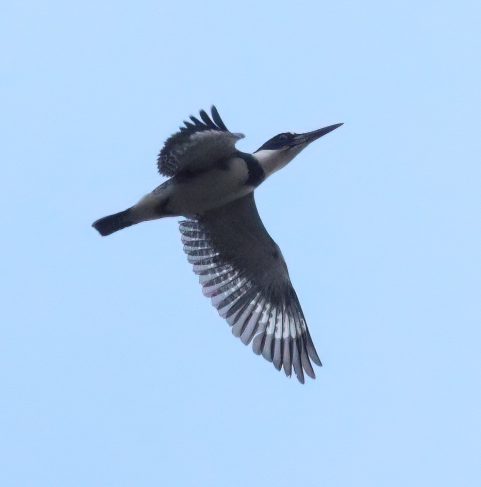 Belted Kingfisher - ML548485471