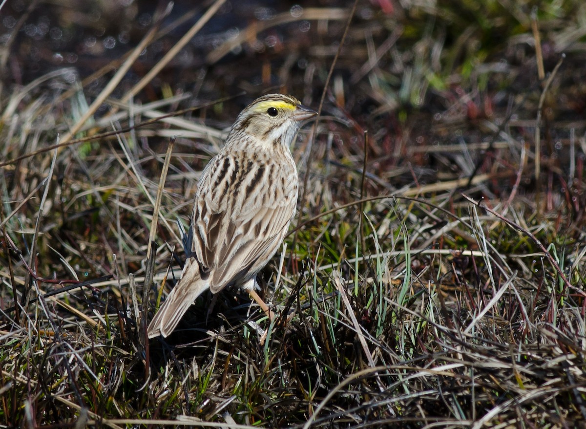 Savannah Sparrow (Ipswich) - Alix d'Entremont