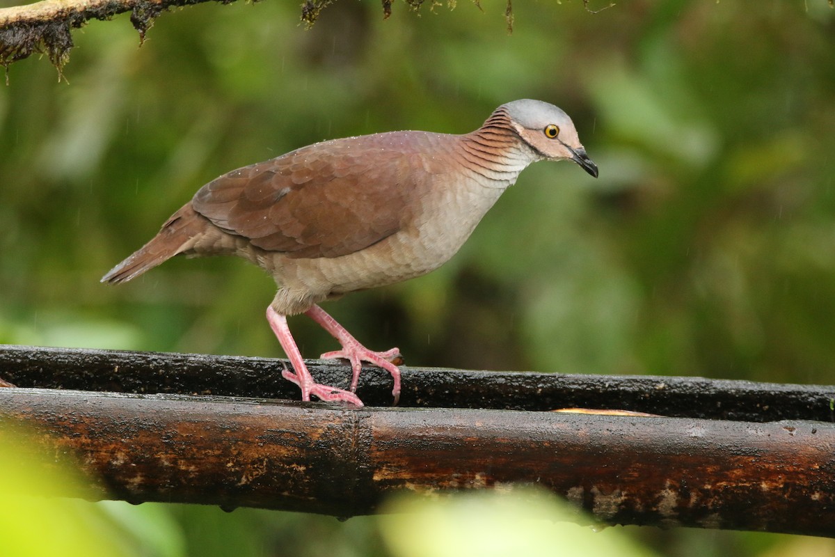 White-throated Quail-Dove - ML54848711