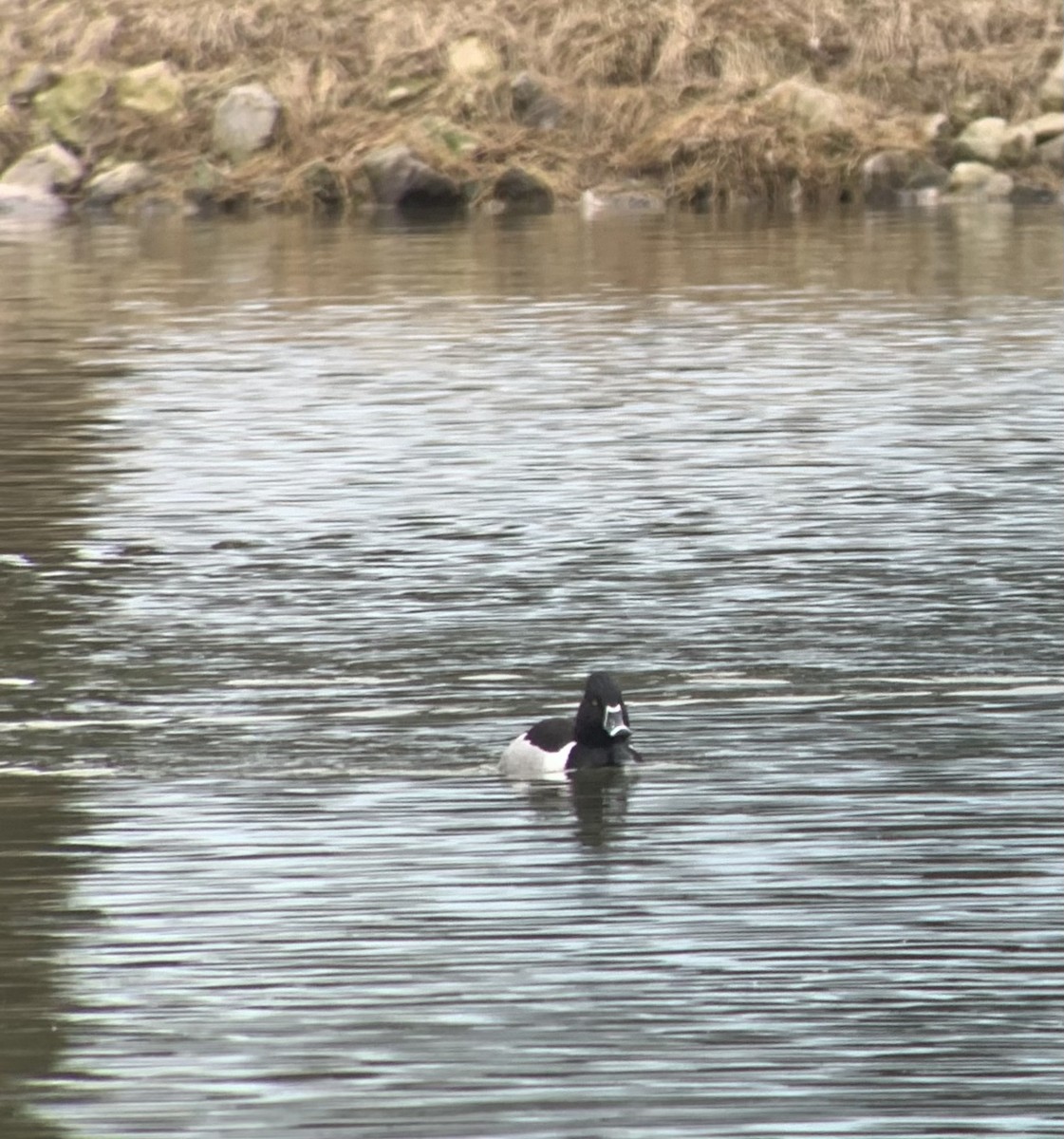 Ring-necked Duck - ML548487631