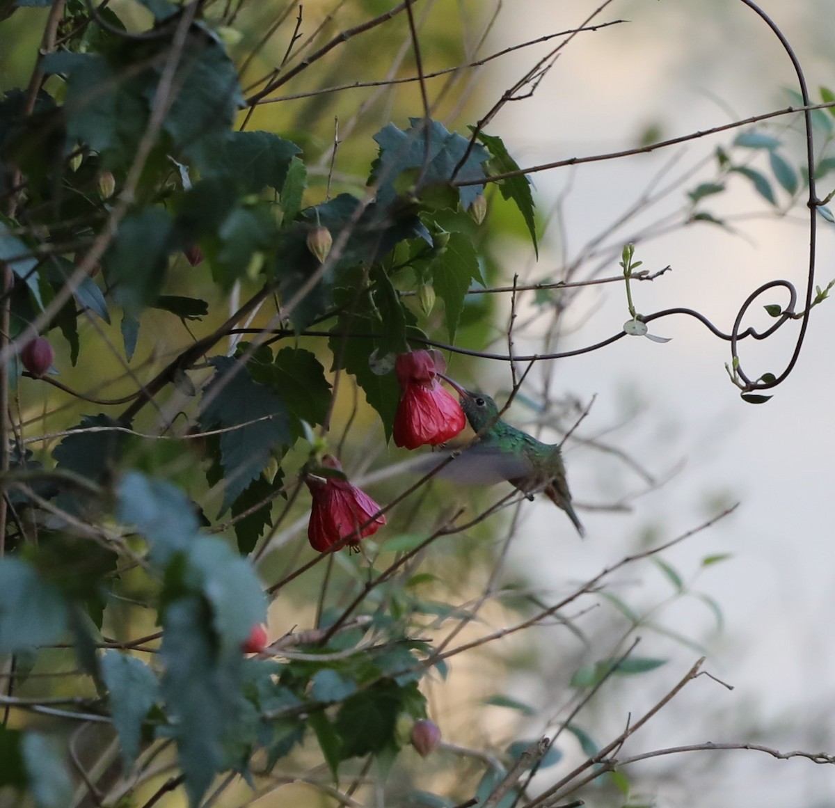 kolibřík yukatanský - ML548488581