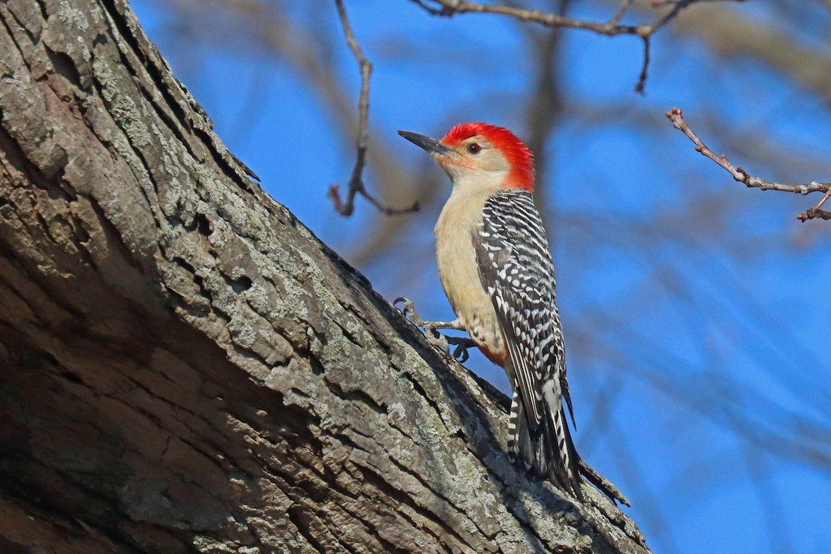 Red-bellied Woodpecker - ML548490531