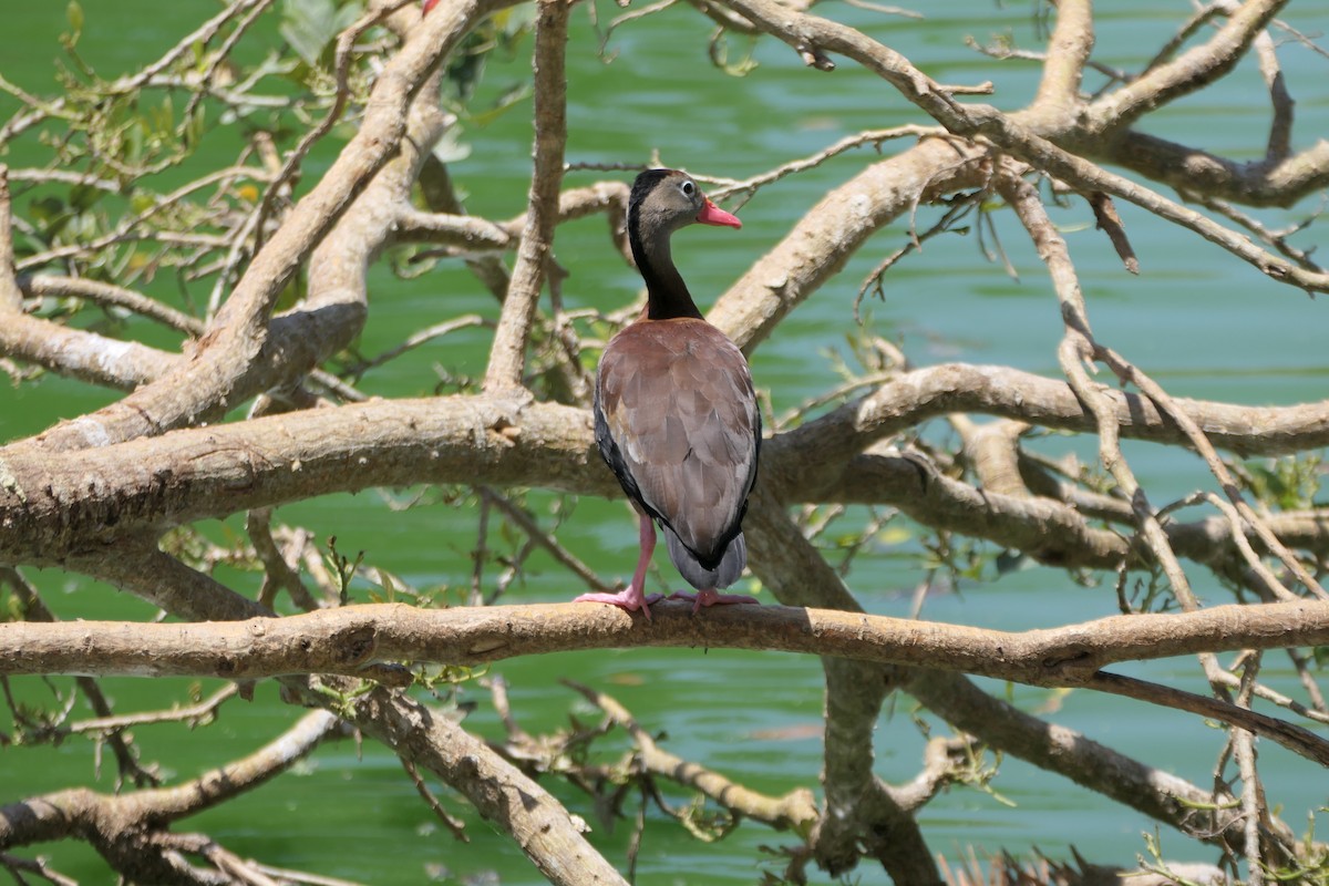 Black-bellied Whistling-Duck - Kenrith Carter