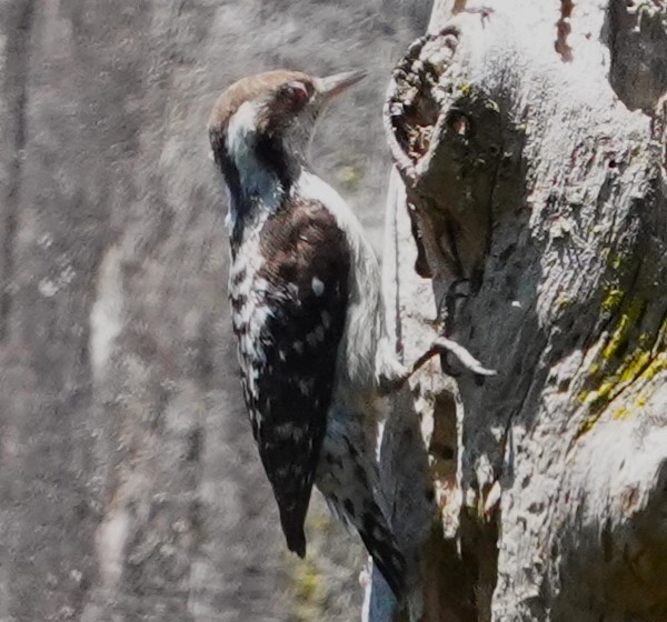 Brown-capped Pygmy Woodpecker - ML548492031