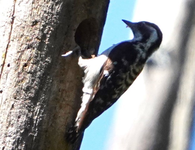 Brown-capped Pygmy Woodpecker - ML548492041