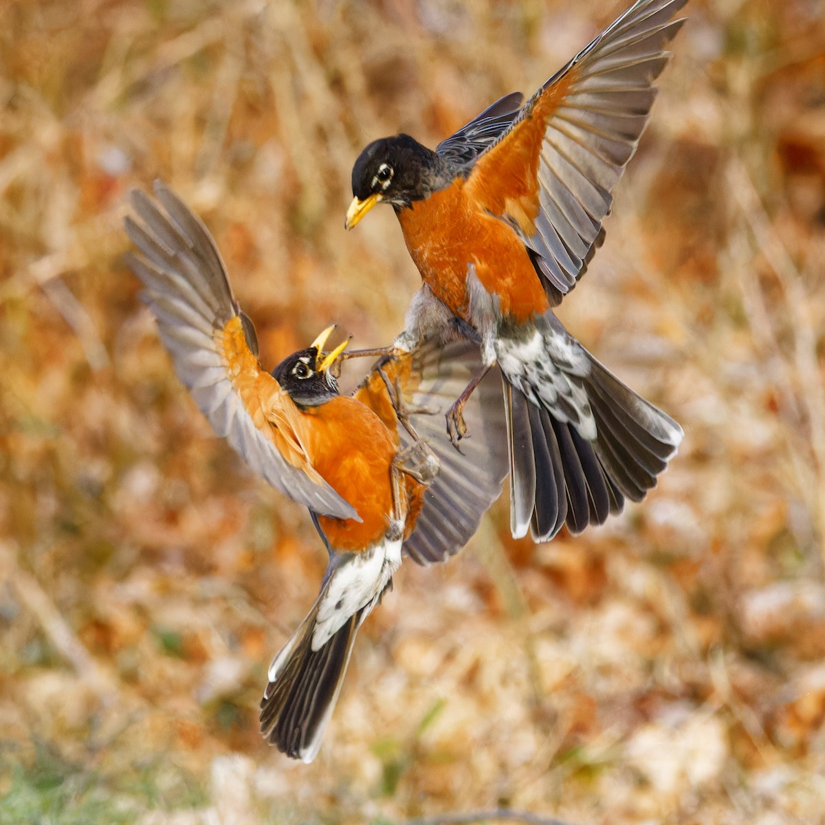 American Robin - Ruogu Li