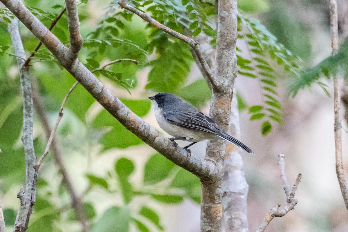 Black-capped Warbling Finch - ML548493741