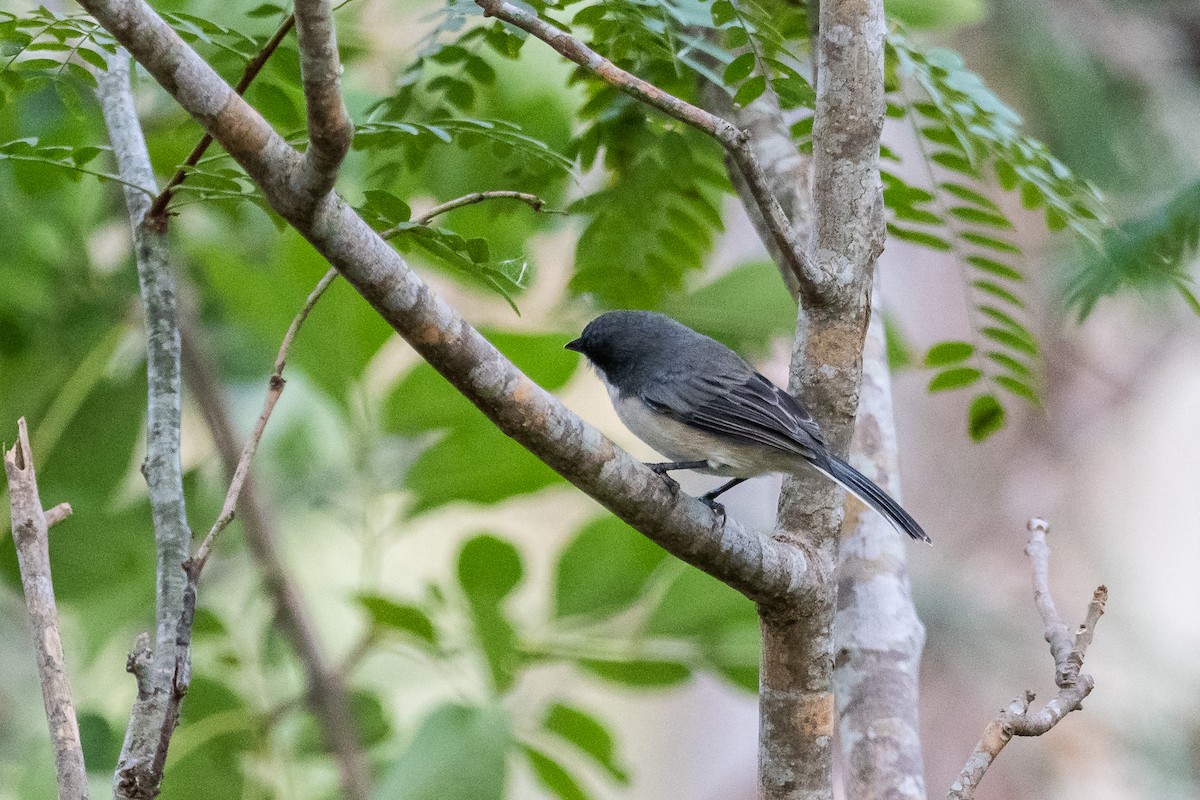 Black-capped Warbling Finch - ML548493751