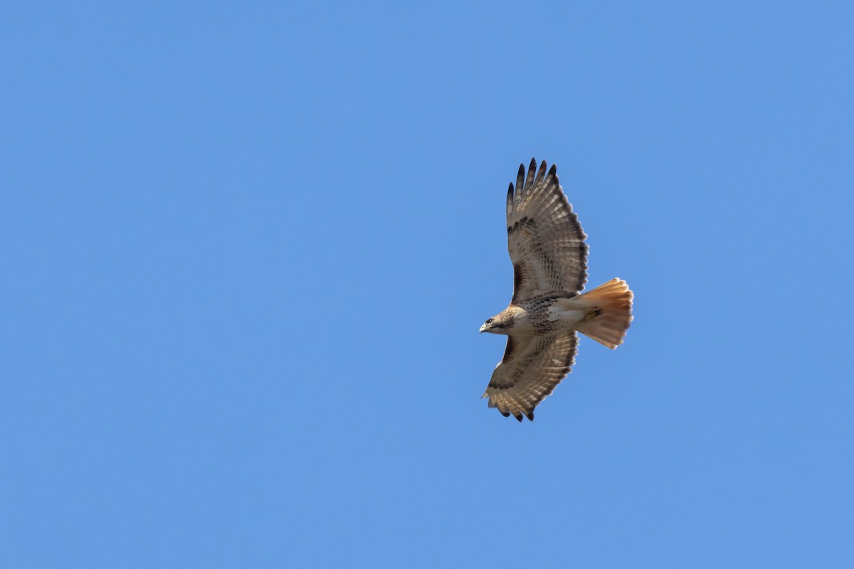 Red-tailed Hawk (borealis) - ML548494061