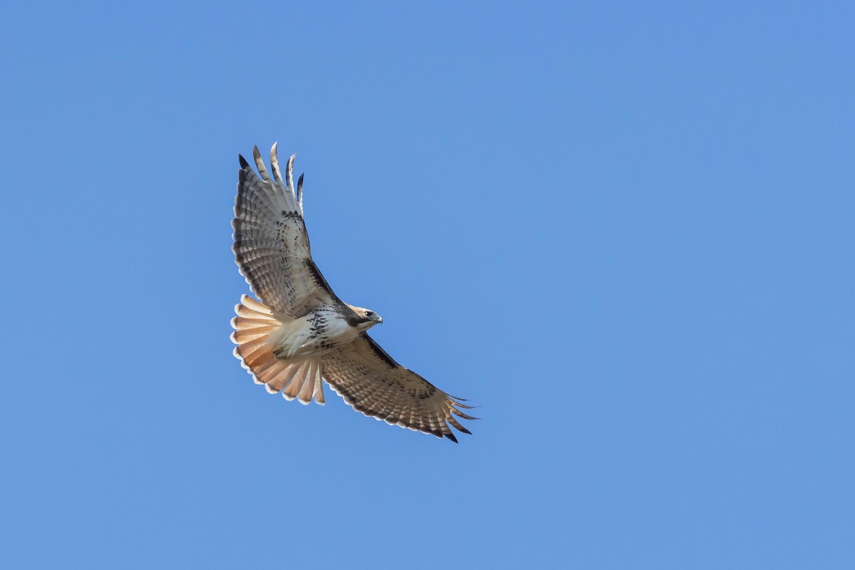 Red-tailed Hawk (borealis) - ML548494071