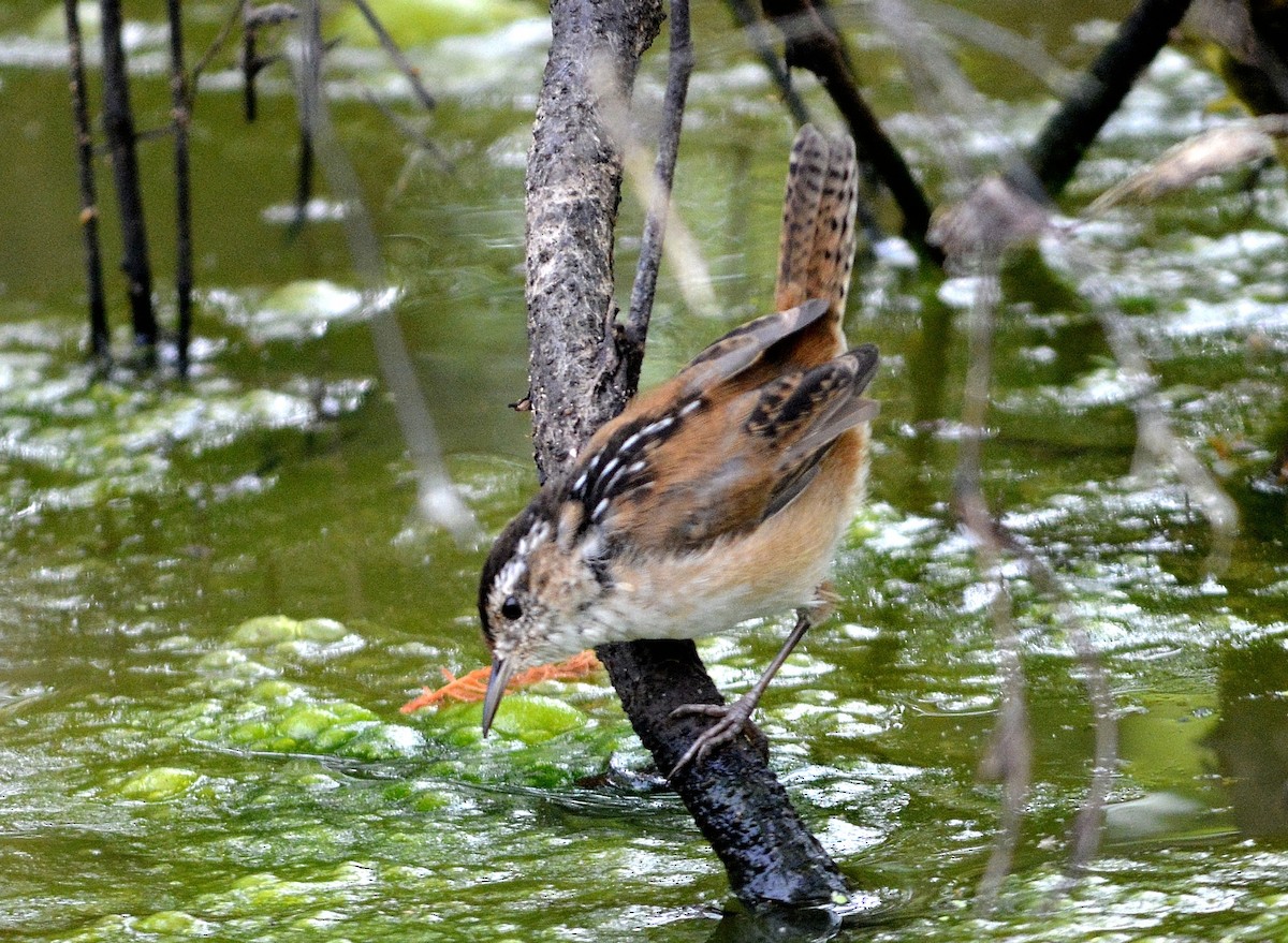 Marsh Wren - ML54849581