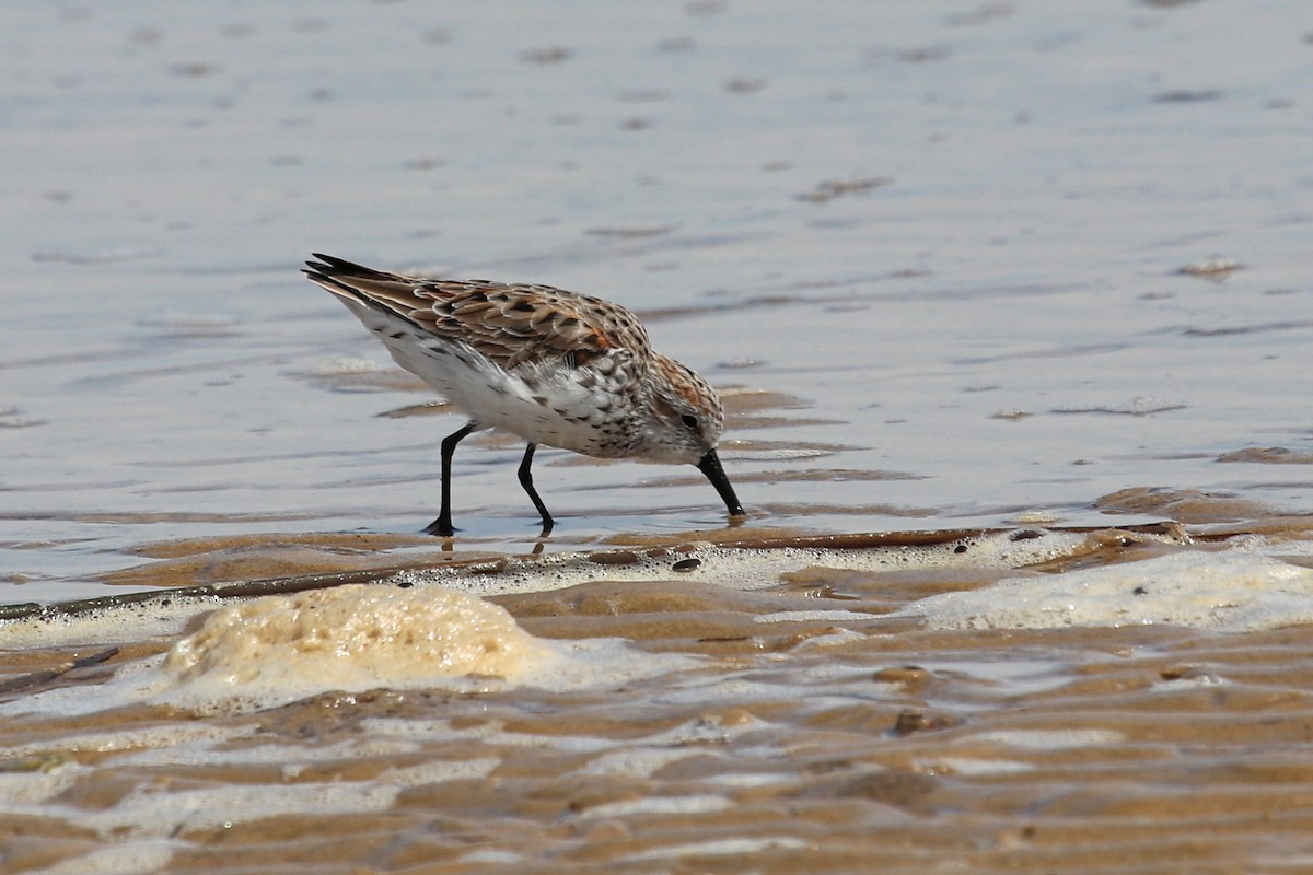 Bergstrandläufer - ML548496381