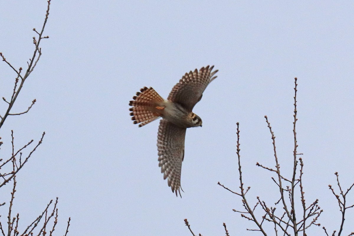 American Kestrel - ML548496411