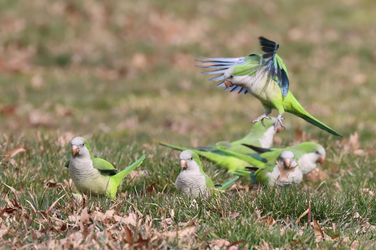 Monk Parakeet - ML548496531