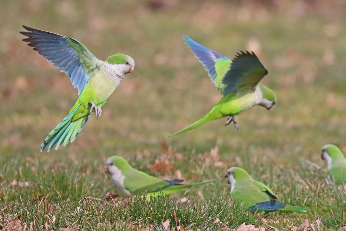 Monk Parakeet - Corey Finger