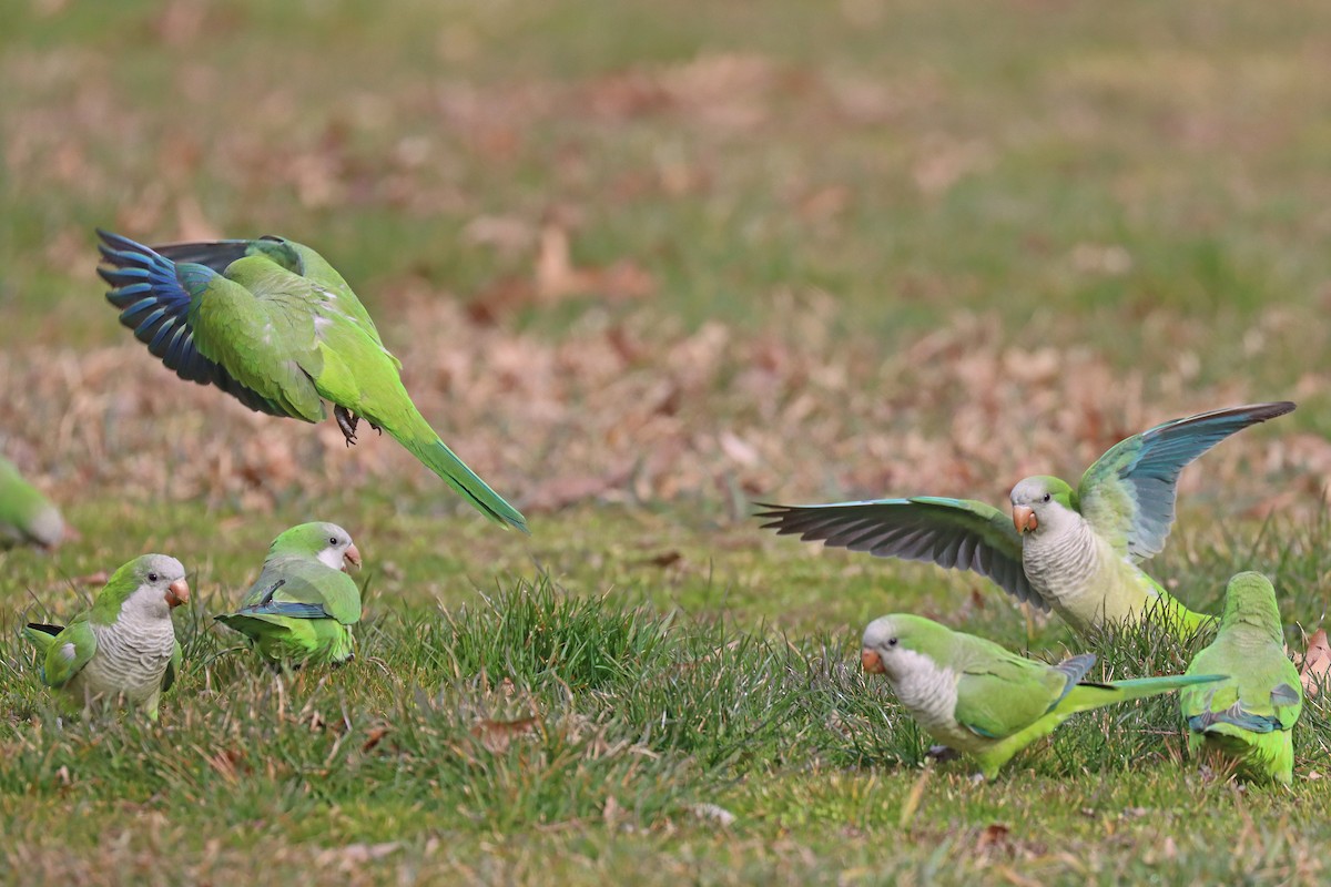 Monk Parakeet - ML548496581