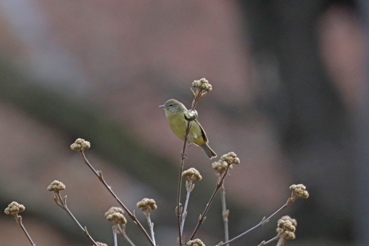 Orange-crowned Warbler - ML548496631