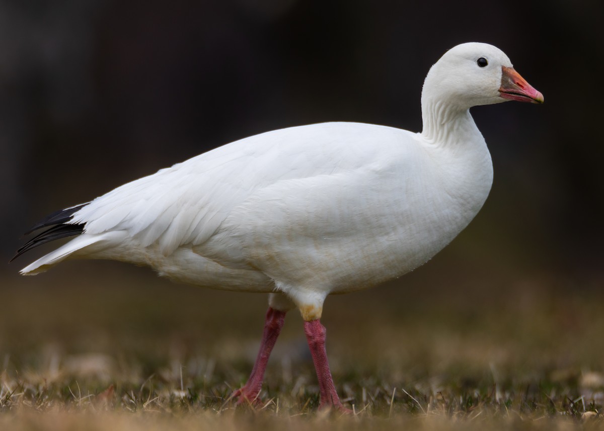 Ross's Goose - ML548496711