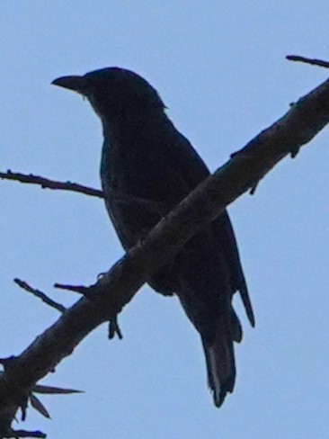 Asian Fairy-bluebird - ML548496971