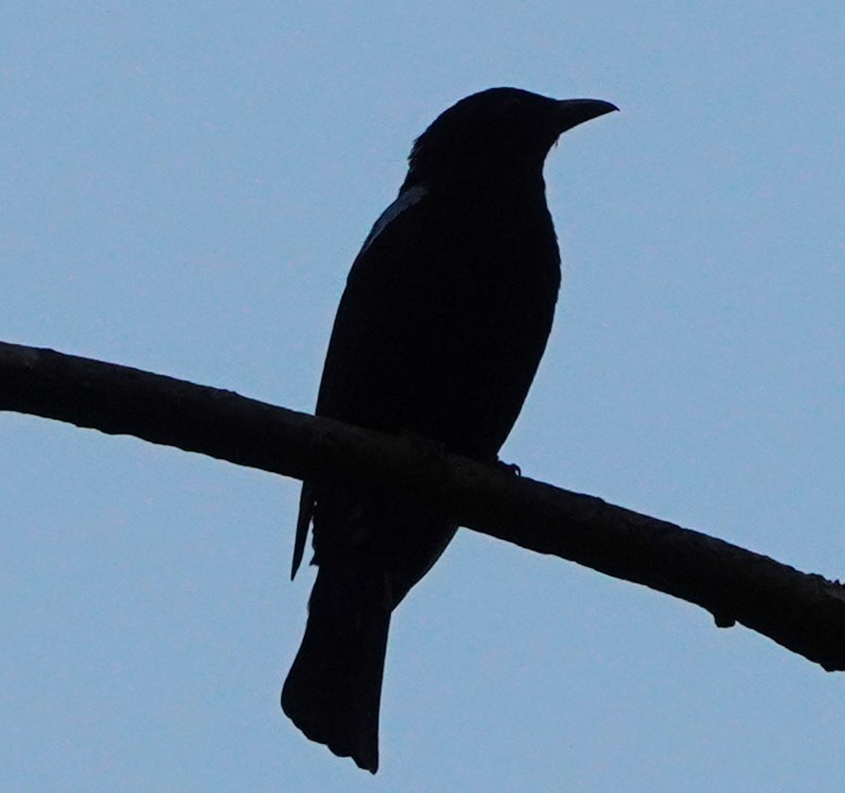 Asian Fairy-bluebird - ML548496981