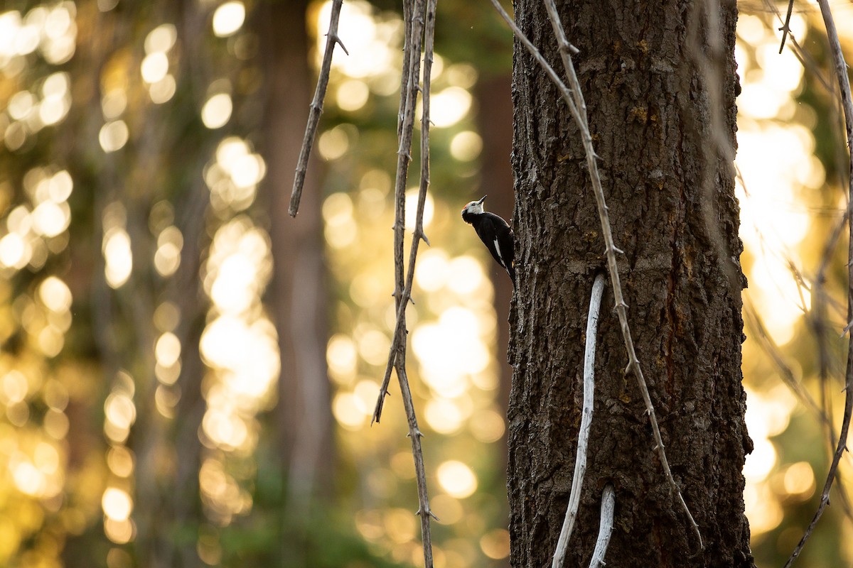 White-headed Woodpecker - ML548497811