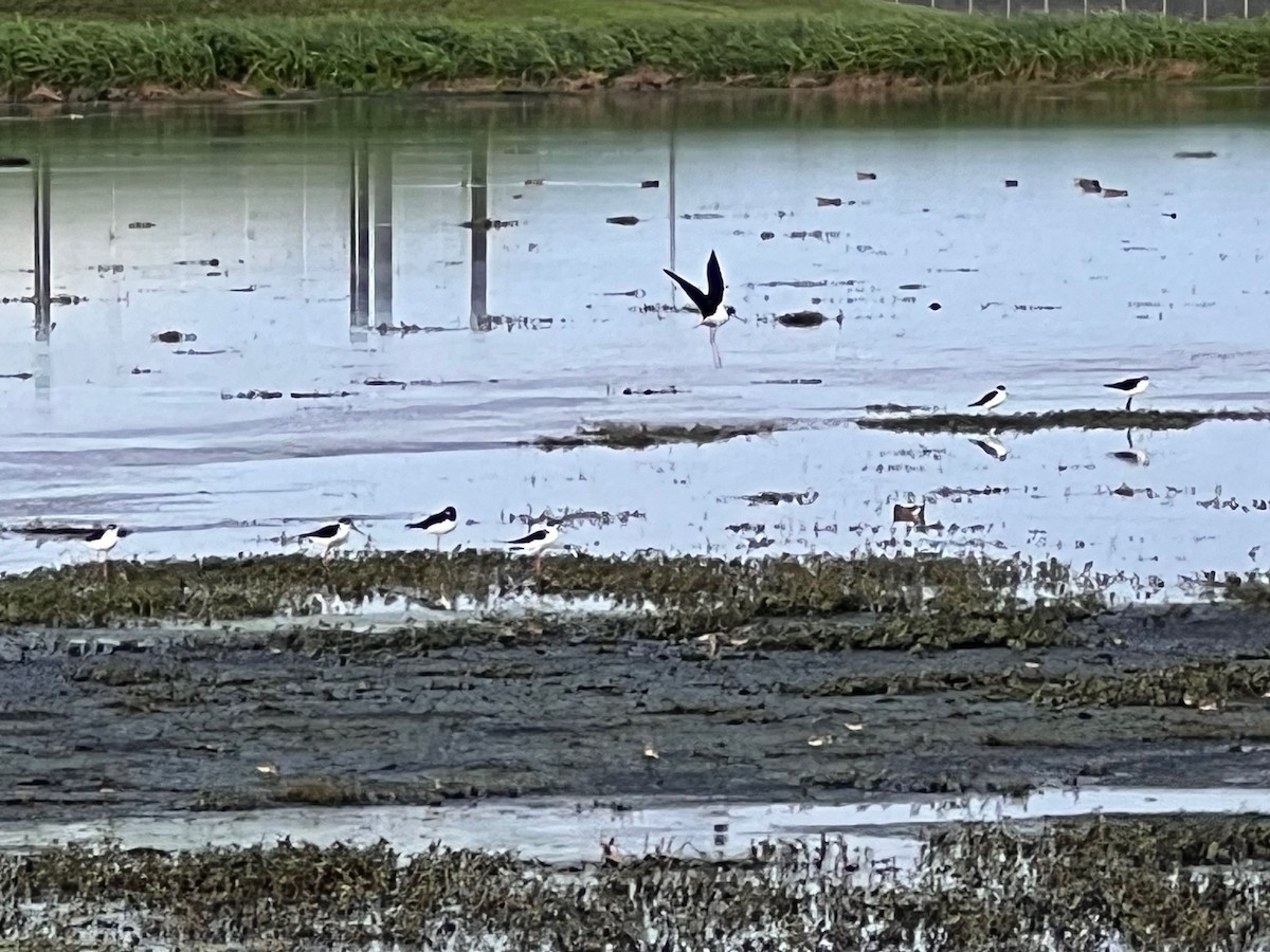 Black-necked Stilt - ML548499131