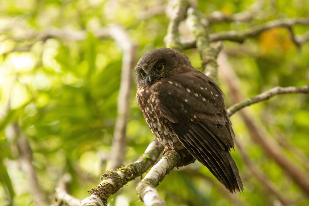 Morepork - Cleland Wallace