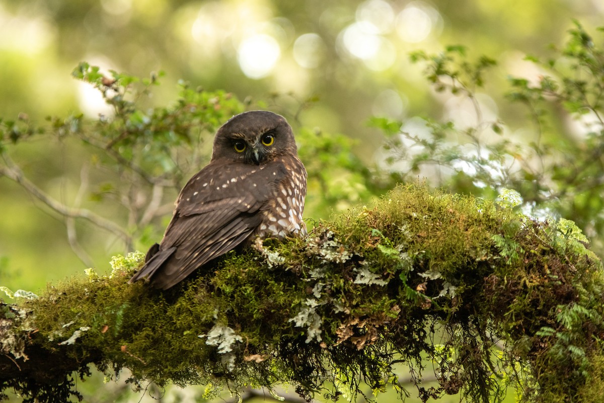 Morepork - ML548499381