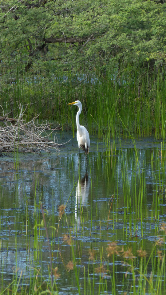 Great Egret - ML54850011