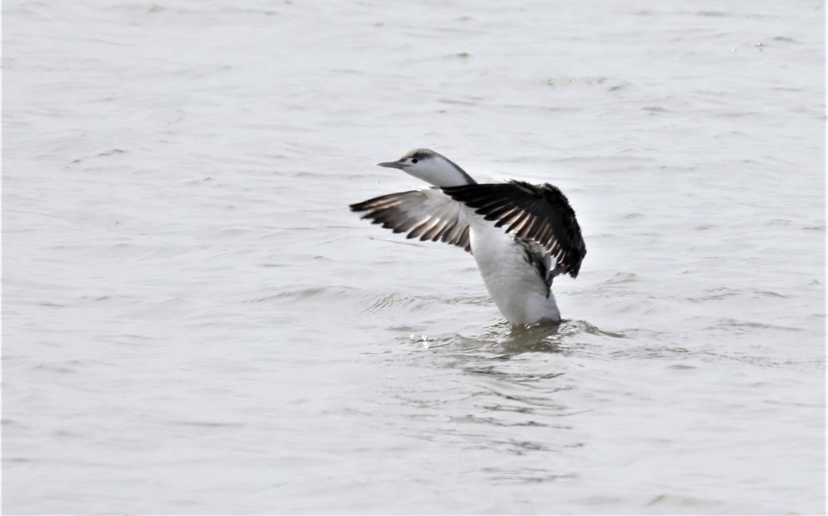 Red-throated Loon - ML548500671