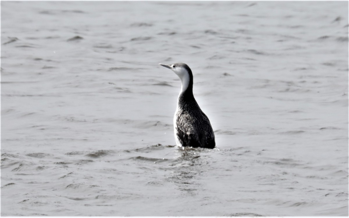 Red-throated Loon - ML548500851