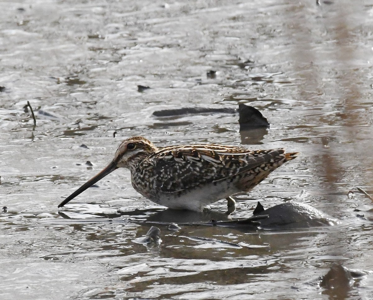 Wilson's Snipe - Jim Macaluso