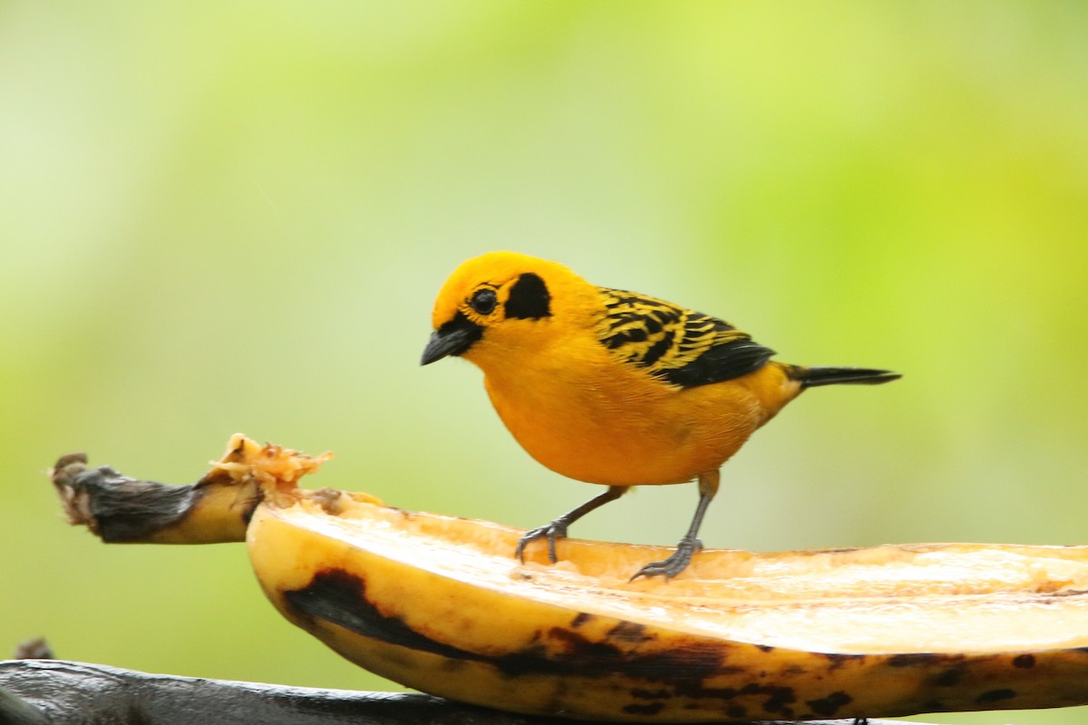 Golden Tanager - Loch Kilpatrick