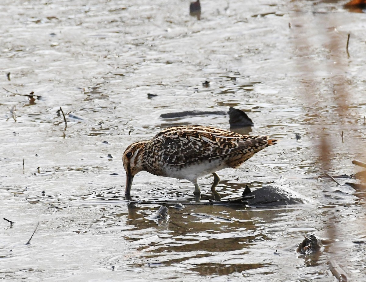 Wilson's Snipe - ML548501031