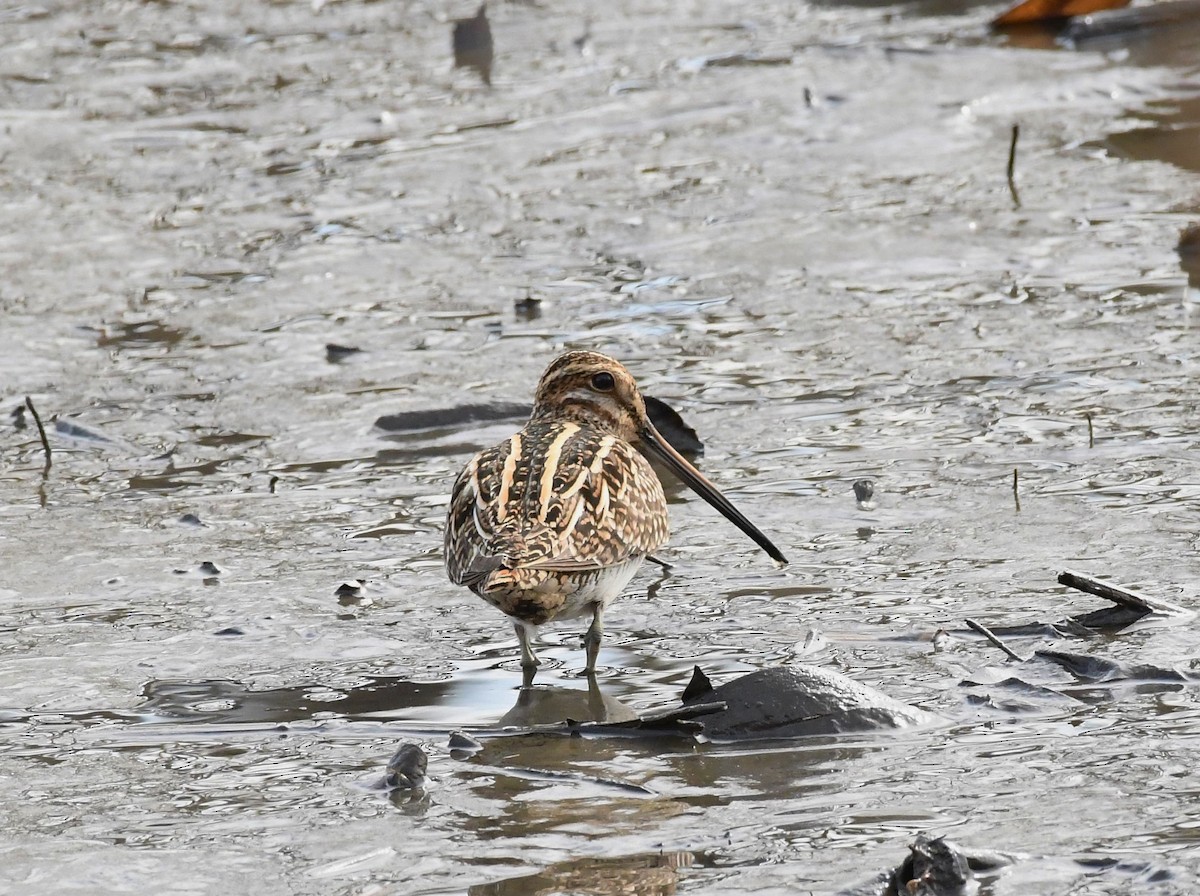 Wilson's Snipe - ML548501111