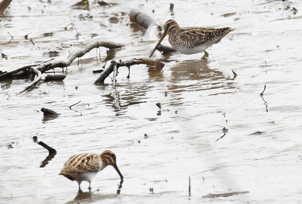 Wilson's Snipe - ML548501231