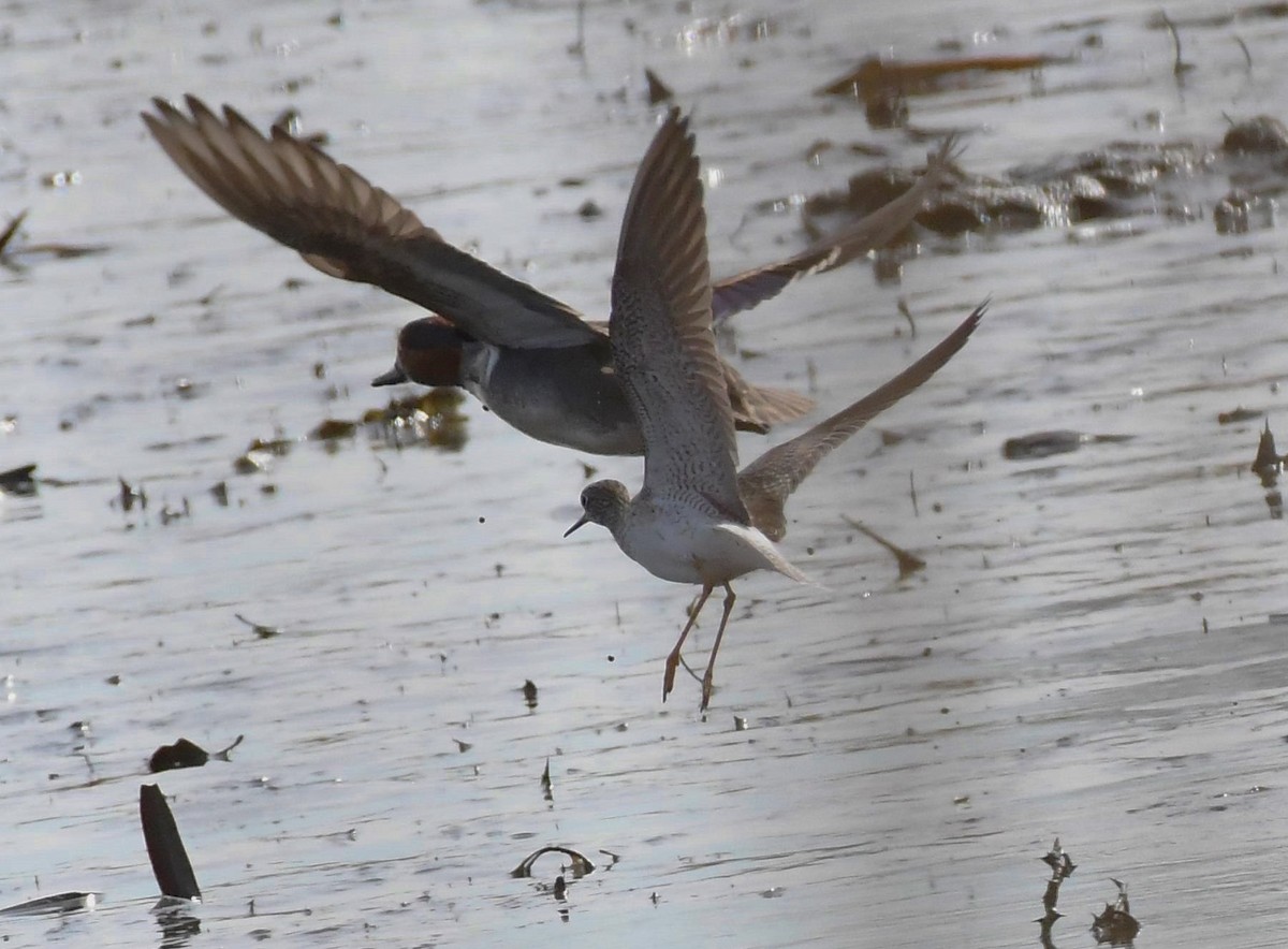 Greater Yellowlegs - Jim Macaluso