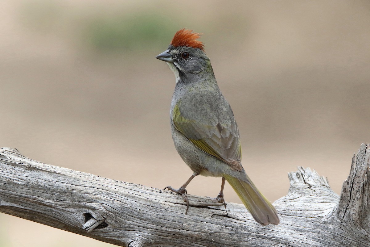 Green-tailed Towhee - darrell Cochran