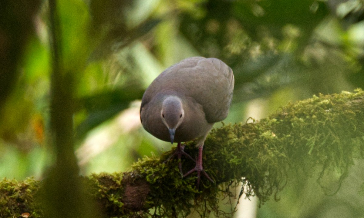 White-tipped Dove - ML548507501