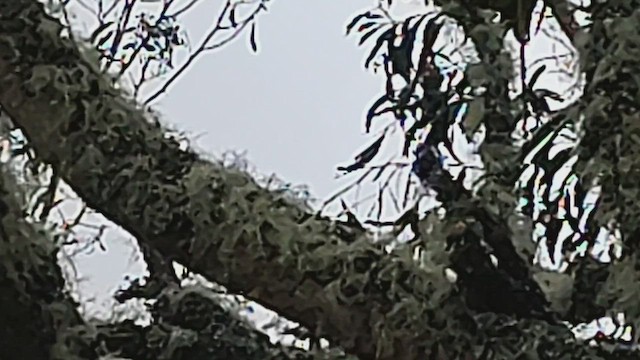 Mana-Akepakleidervogel - ML548507991